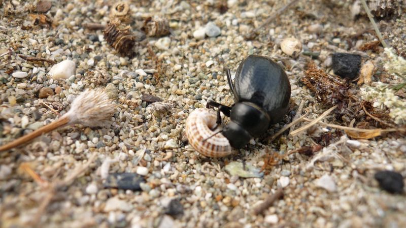 Nero beetle sulla spiaggia